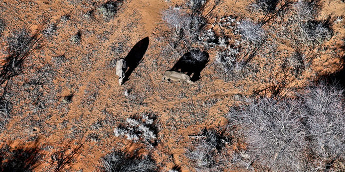 How drone technology is supporting conservation efforts